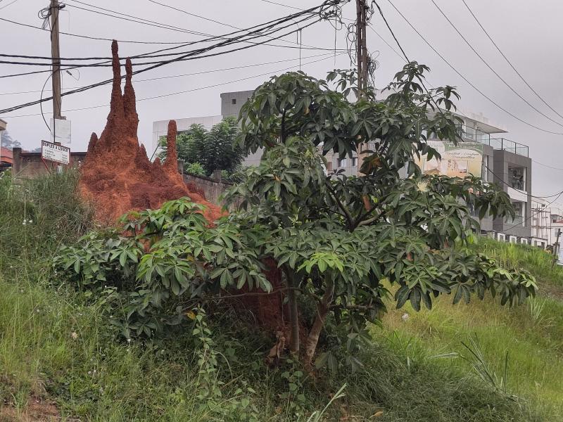 Busch mit Termitenhügel in linker oberer Ecke.